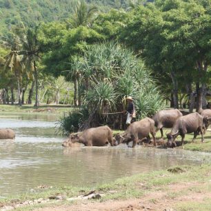 Příroda na ostrově Lombok, Indonésie