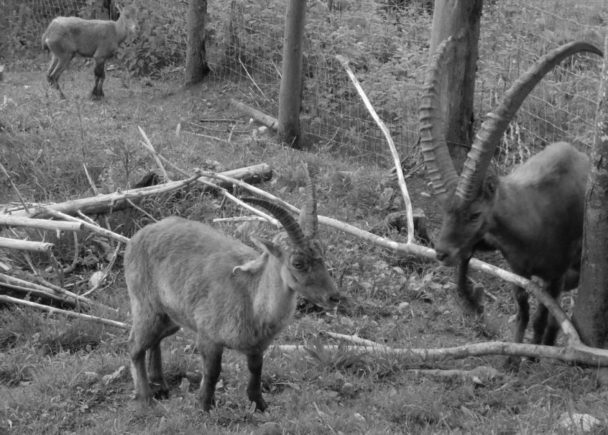 Rozlehlá obora Kleefeld s vysokou v počtu stovek kusů. Rakousko