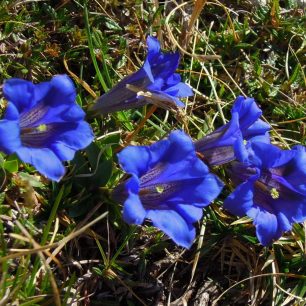 Pestré barvy místní květeny. Rakousko