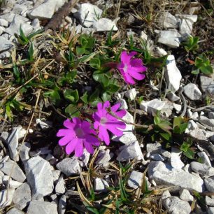 Pestré barvy místní květeny. Rakousko