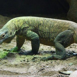 Varan komodský alias komodský drak, Komodo, Indonésie