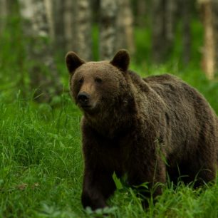 Pozorování medvědů, Finsko