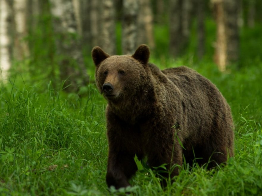 Pozorování medvědů, Finsko