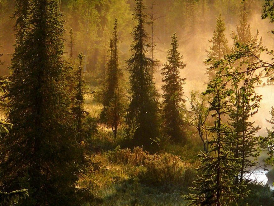 Typická tajga, Finsko