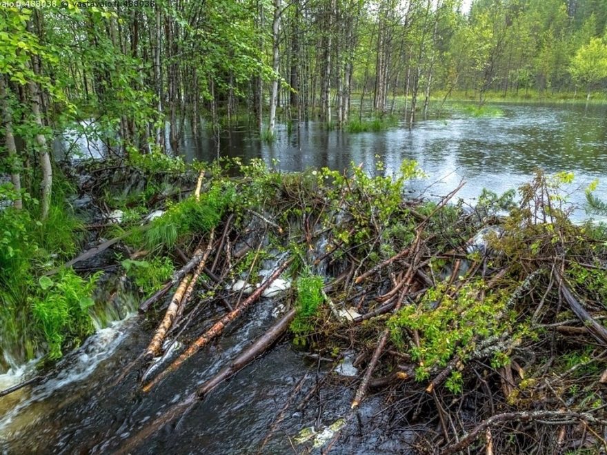 Typické bobří hráze, Finsko
