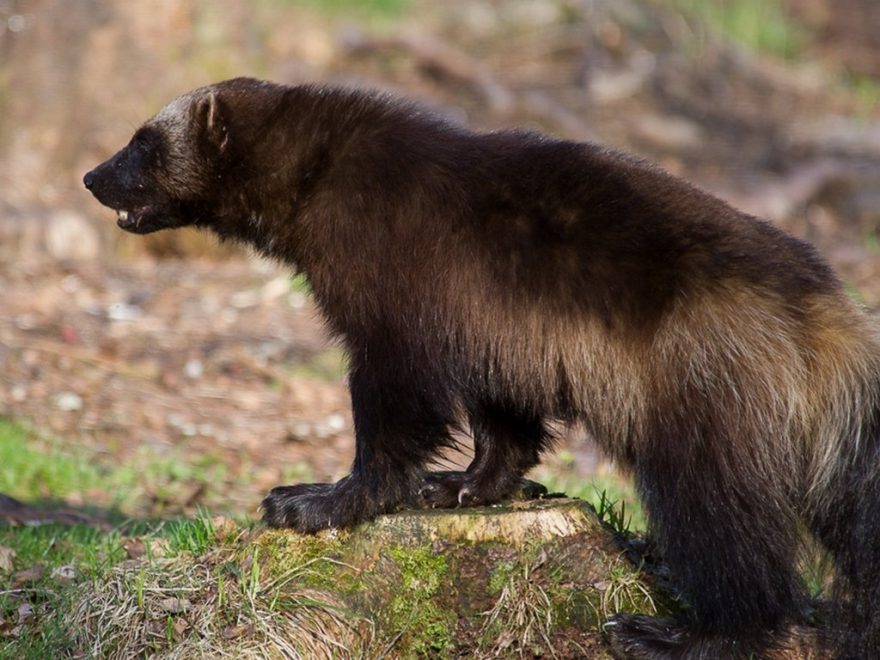 Pozorování medvědů v tajze, Finsko