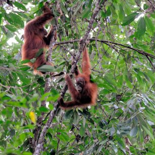 Oragutani v NP Gunung Leuser, Sumatra, Indonésie