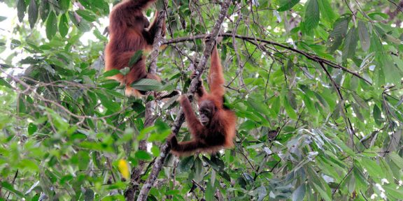 Orangutani na Sumatře: ojedinělý zážitek v srdci pralesa