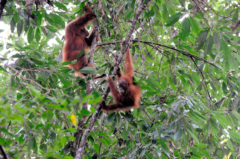 Oragutani v NP Gunung Leuser, Sumatra, Indonésie