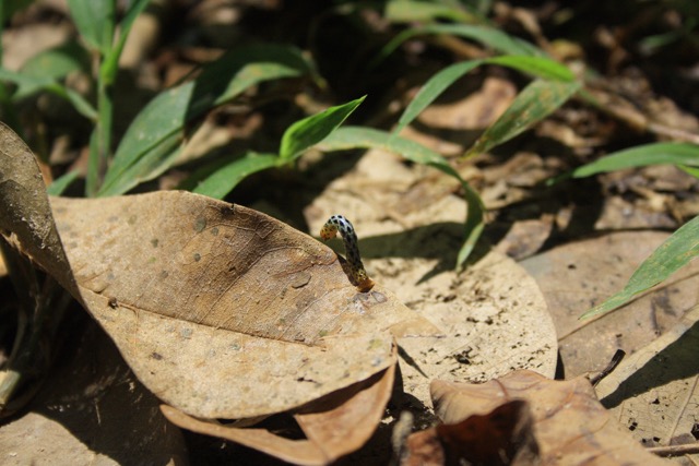 Pijavice jsou pěkně zákeřné a žíznivé, Sumatra, Indonésie