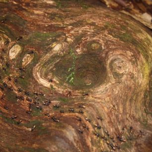 Pozorování brouků v pralese, Sumatra, Indonésie