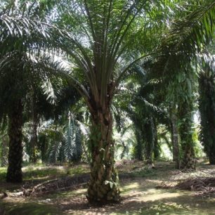 Bohužel prales stále častěji nahrazují plantáže palem nebo kaučukovníků, Sumatra, Indonésie