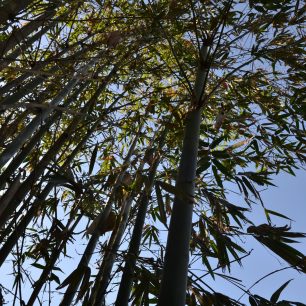 Břehy jezera jsou porostlé lesy, často je tvoří bambus,  jezero Slunce a měsíce, Taiwan.