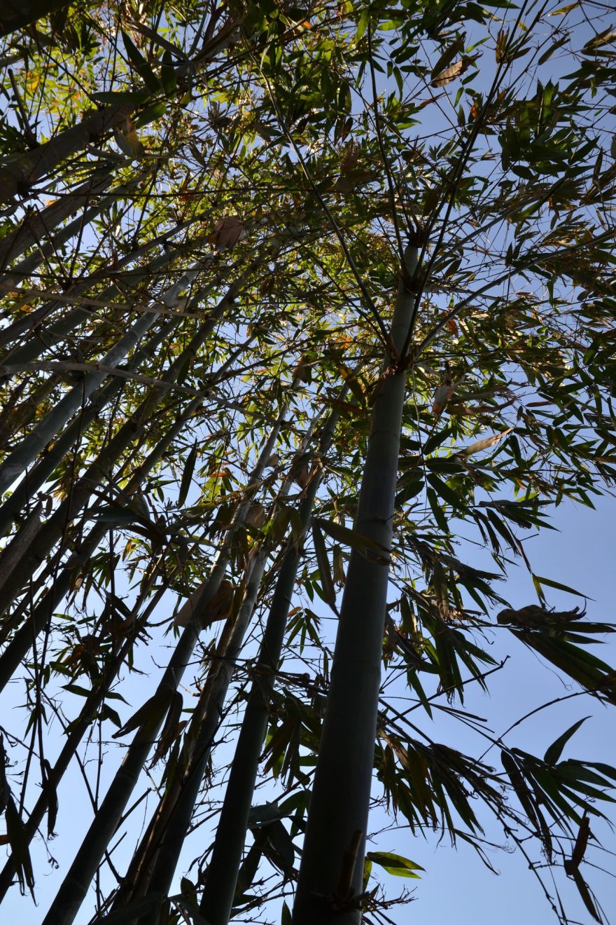 Břehy jezera jsou porostlé lesy, často je tvoří bambus,  jezero Slunce a měsíce, Taiwan.