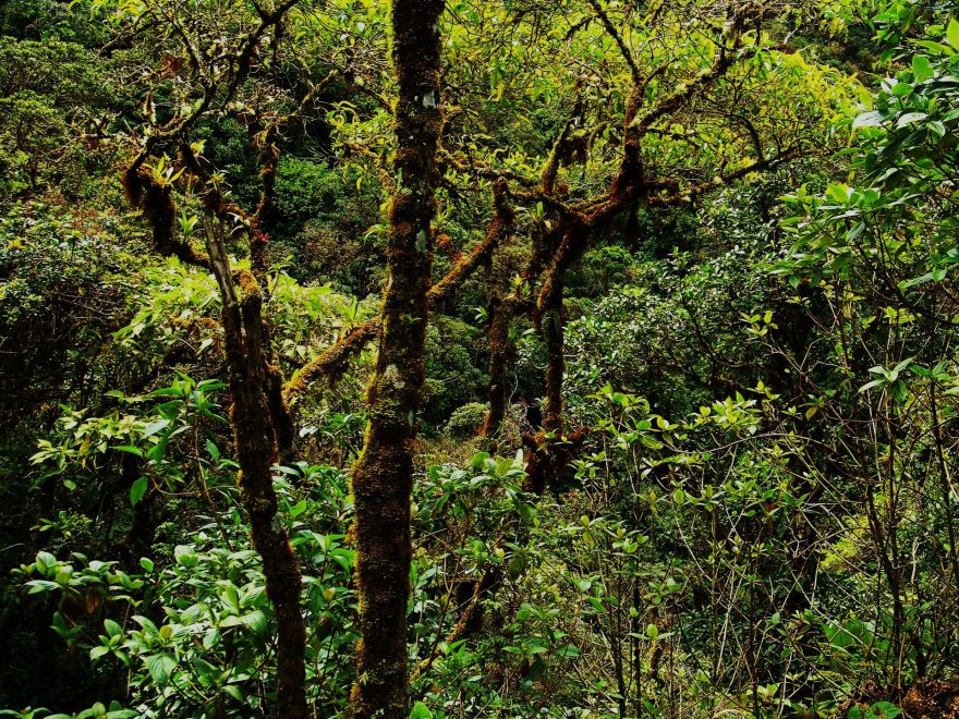 Horská džungle je okouzlující. Jih Ekvádoru. Nedaleko od farmy.