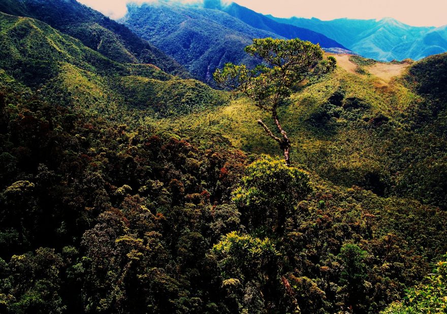 Horské lesy na jihu Ekvádoru blízko peruánské státní hranice.  Jen čtyřicet kilometrů od farmy, kterou jsme si pronajali.