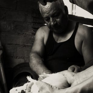 Majitel farmy se svým synem určuje pohlaví Cuye. Samičky jsou ponechány na chov. Samci mají smůlu a jdou na pekáč.