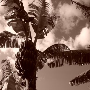 Na zahradě šumí palmové listí ve větru.