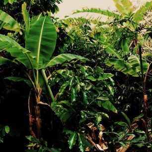 Zahrada farmy, kterou si pronájímáme. Pohled na banánovníky a keříky kávy. Ekvádor
