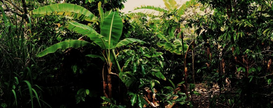 Zahrada farmy, kterou si pronájímáme. Pohled na banánovníky a keříky kávy. Ekvádor