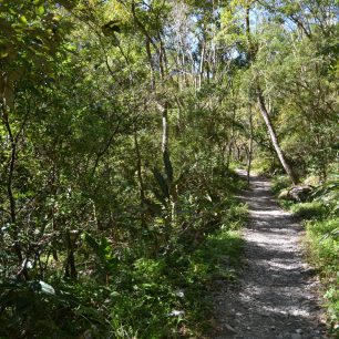 Po Staré hehuanské horské stezce se dostanete do bujné vegetace, Taroko, Taiwan.