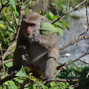 Pozor na svačinu, místní makakové jsou hodně mrštní, Taroko, Taiwan.