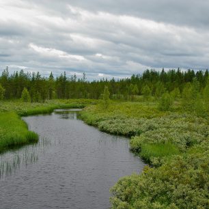 Finská tajga je hodně zelená