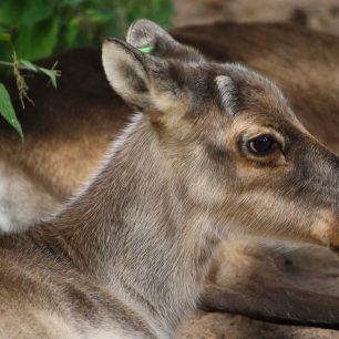 Pozorování zvířat, Finsko, zdroj: pixabay.com