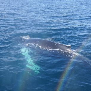 Keporkak s duhou, Island