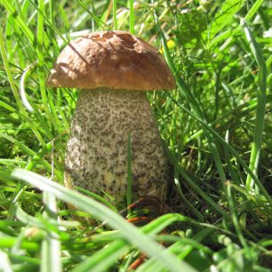 Houby všude kolem nás, Island