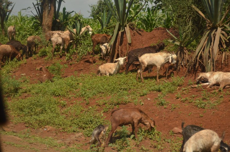 Tradiční chov dobytka, Tanzánie