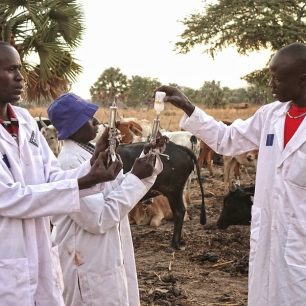 Školení veterinářů