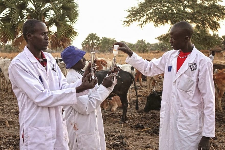 Školení veterinářů