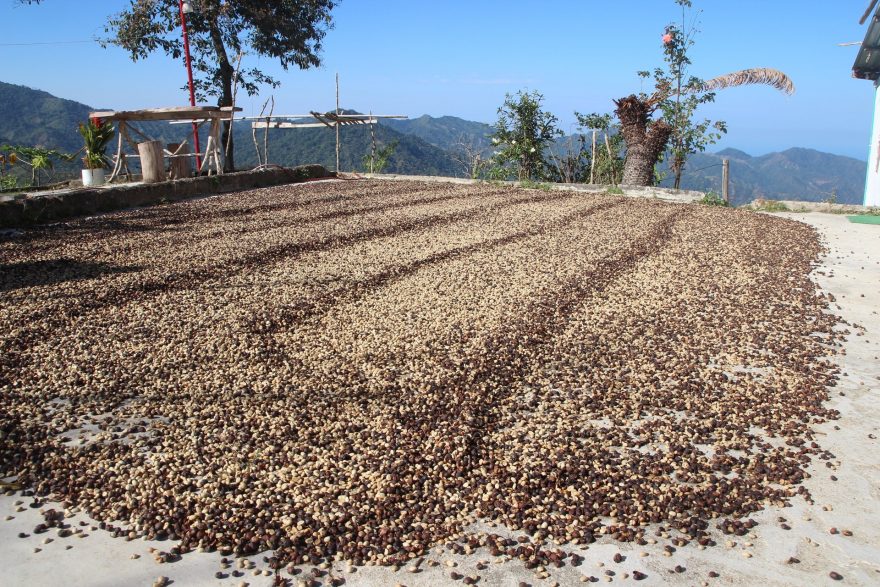 Sušící se káva na farmě La Candelaria, Minca, Kolumbie