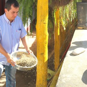 Vyklepávání slupek od zrn, Minca, Kolumbie