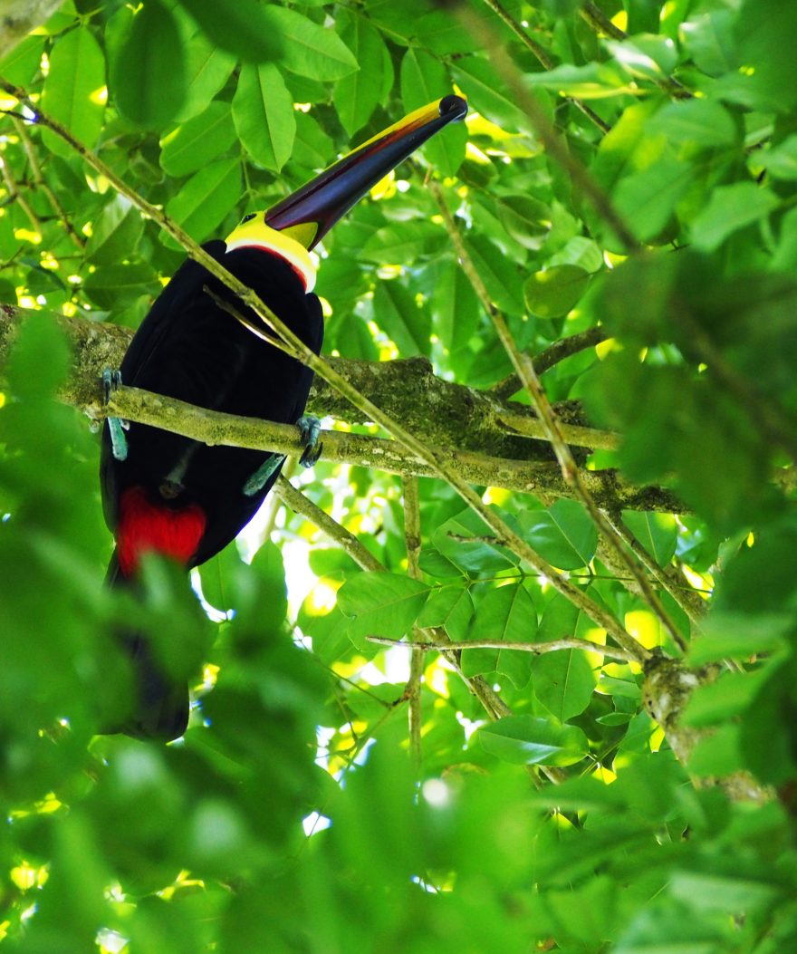 Pozorování barevných ptáků, Kostarika