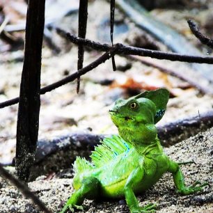 Takto zelené ještěrky doma nepotkáte, Kostarika