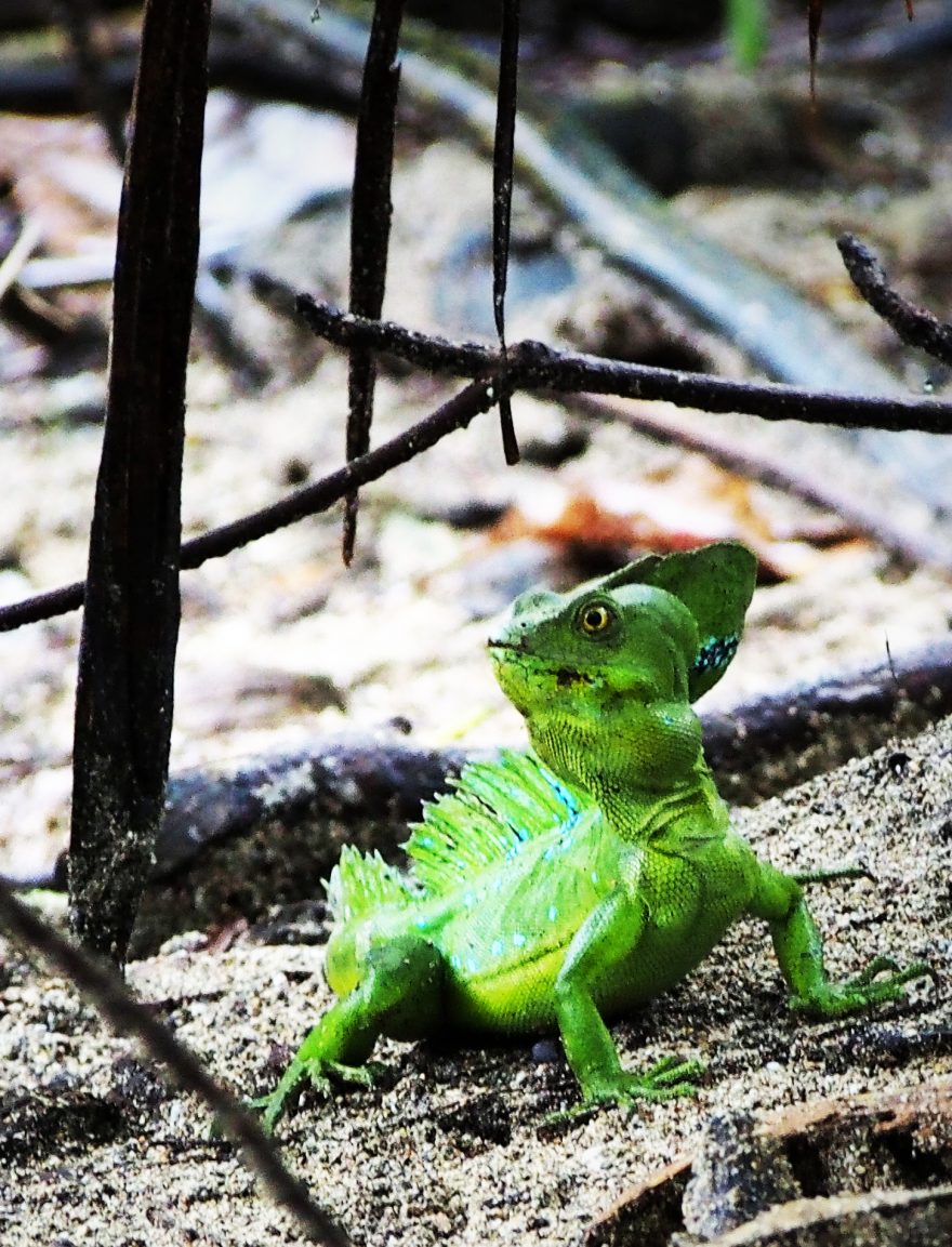 Takto zelené ještěrky doma nepotkáte, Kostarika