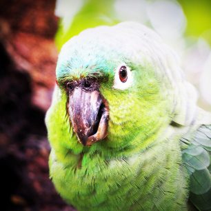 Exotická zvířata se dětem budou líbit, Kostarika