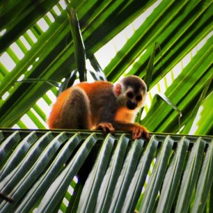 Roztomilé opičky, Kostarika