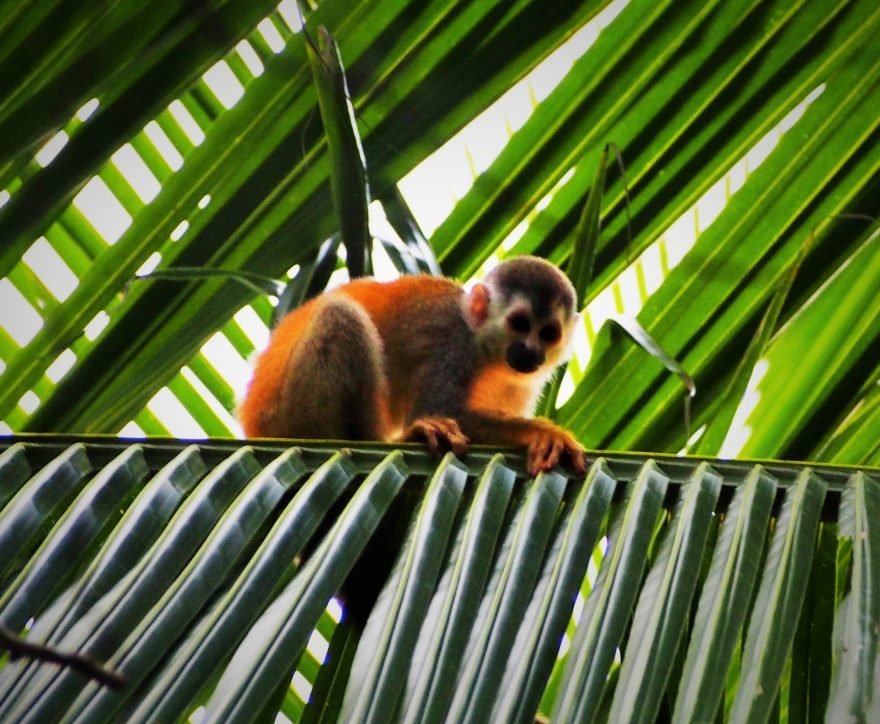 Roztomilé opičky, Kostarika