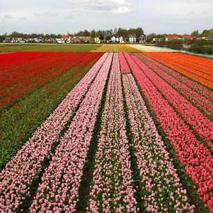 Tulipánové pole, Holandsko