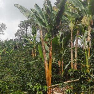 Kávové oblasti, Zona Cafetera, Kolumbie