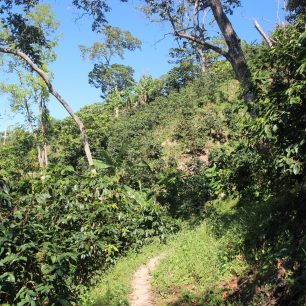 Chodníček kávovou plantáží, Minca, Kolumbie