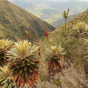 Flóra, NP Iguaque, Kolumbie