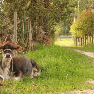 Kolumbie je domovem mnoha krav