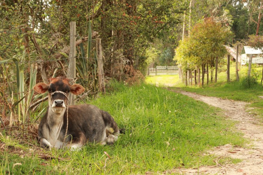 Kolumbie je domovem mnoha krav