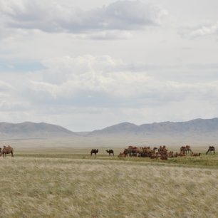 Velbloudí stáda v Mongolsku stále ještě potkáte, Mongolsko