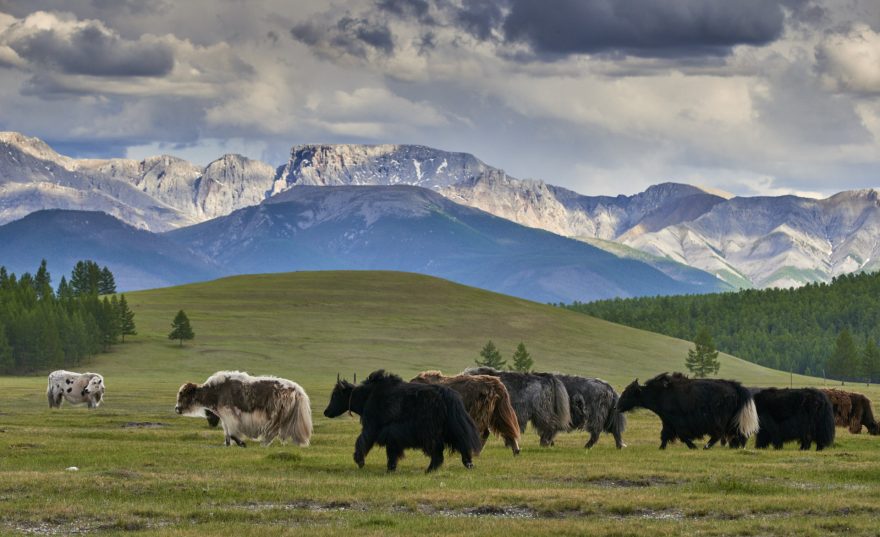 Mongolská příroda vás uchvátí, Mongolsko