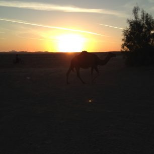 Krom velbloudů jsem při východu slunce potkal i divokého psa, takže jsem se hezky proběhl